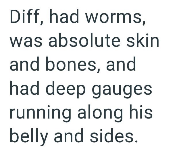 Diff, had worms, was absolute skin and bones, and had deep gauges running along his belly and sides.