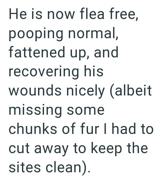 He is now flea free, pooping normal, fattened up, and recovering his wounds nicely (albeit missing some chunks of fur I had to cut away to keep the sites clean).