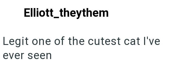 Elliott_theythem Legit one of the cutest cat I've ever seen