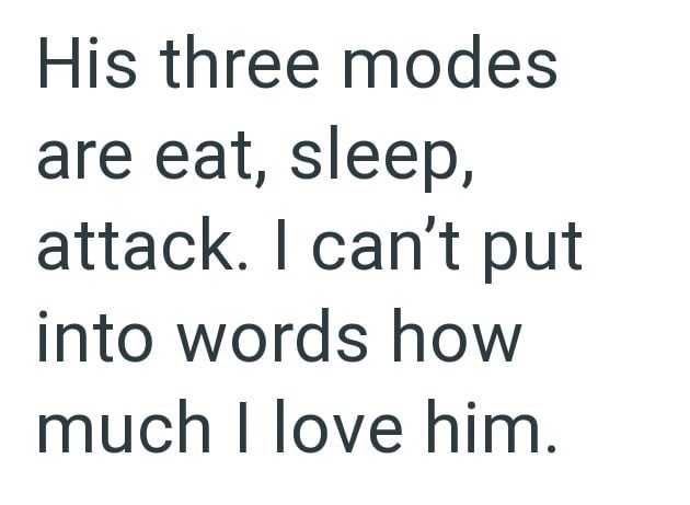 His three modes are eat, sleep, attack. I can't put into words how much I love him.