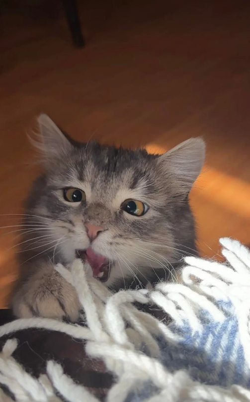 Cheezburger Image 10609813248