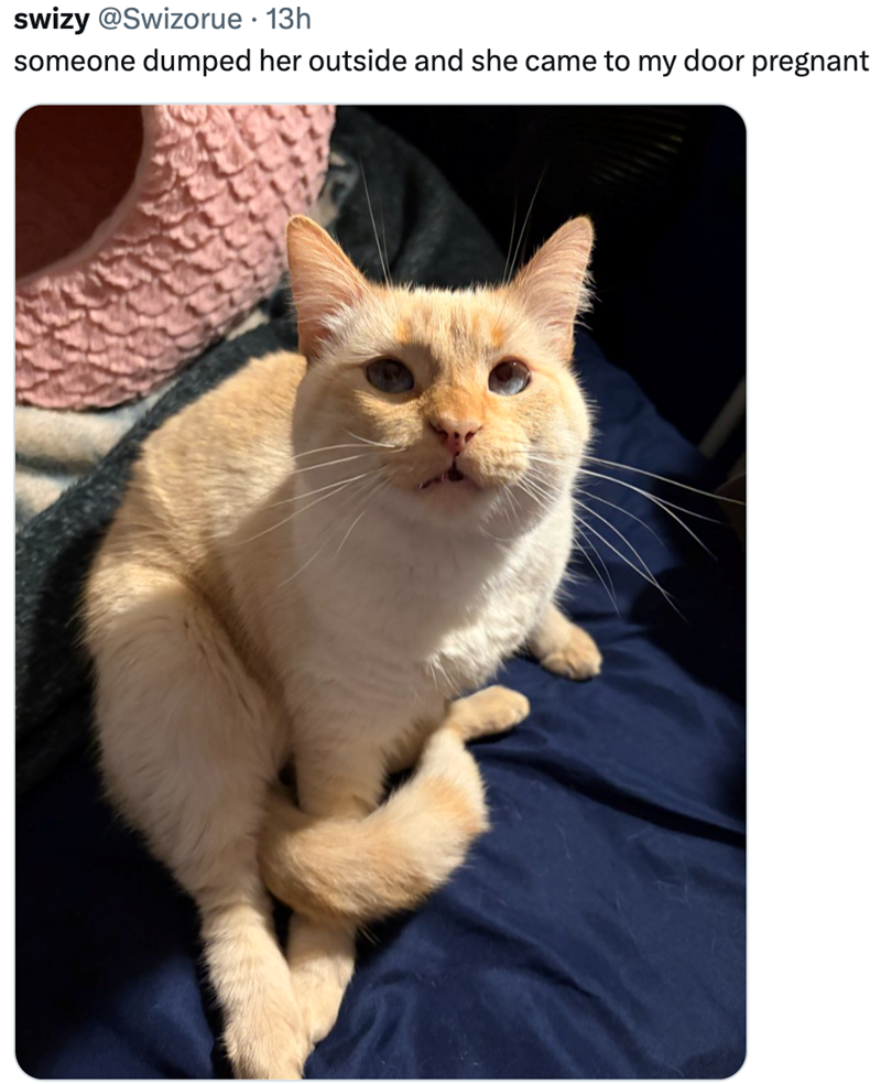 swizy @Swizorue. 13h someone dumped her outside and she came to my door pregnant