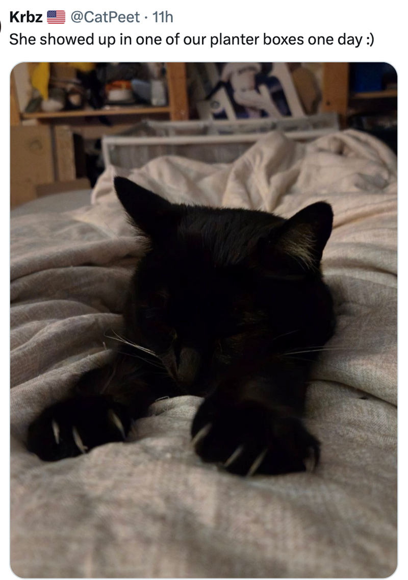 Krbz @CatPeet 11h She showed up in one of our planter boxes one day :)