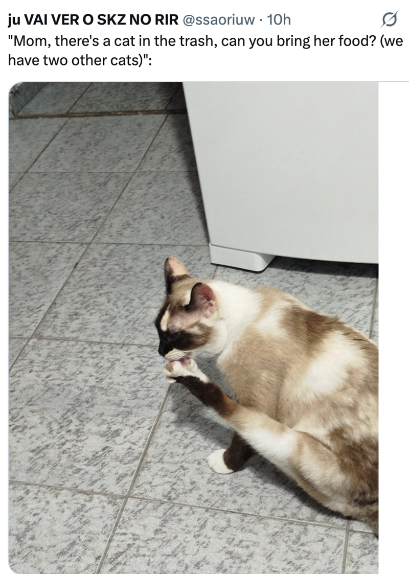 ju VAI VER O SKZ NO RIR @ssaoriuw - 10h "Mom, there's a cat in the trash, can you bring her food? (we have two other cats)":