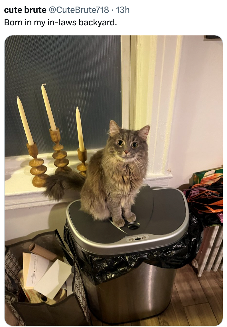 cute brute @Cute Brute718 · 13h Born in my in-laws backyard.