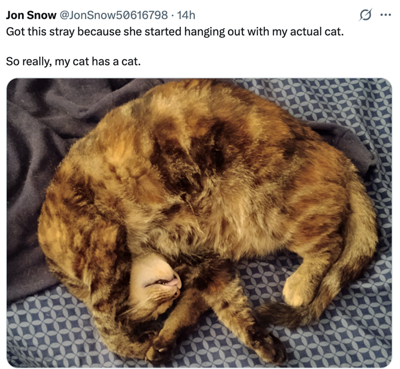 Jon Snow @Jon Snow50616798 · 14h Got this stray because she started hanging out with my actual cat. So really, my cat has a cat. ...