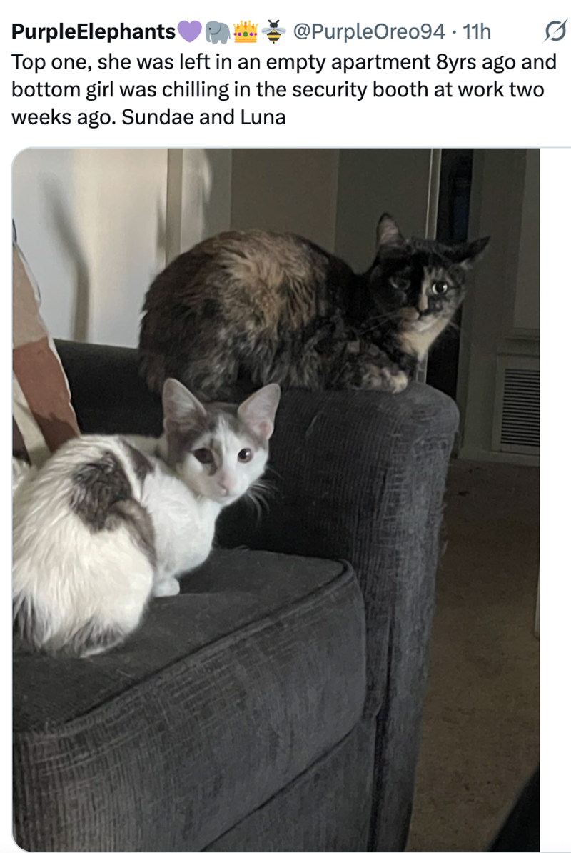 PurpleElephants @PurpleOreo94 • 11h Top one, she was left in an empty apartment 8yrs ago and bottom girl was chilling in the security booth at work two weeks ago. Sundae and Luna