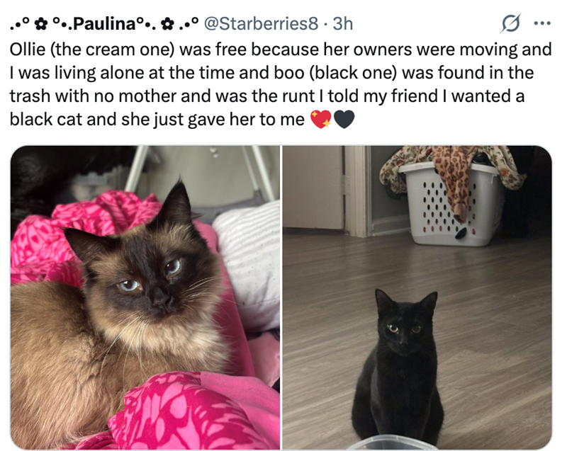 °..Paulina°•. ✿ @Starberries8 · 3h Ollie (the cream one) was free because her owners were moving and I was living alone at the time and boo (black one) was found in the trash with no mother and was the runt I told my friend I wanted a black cat and she just gave her to me