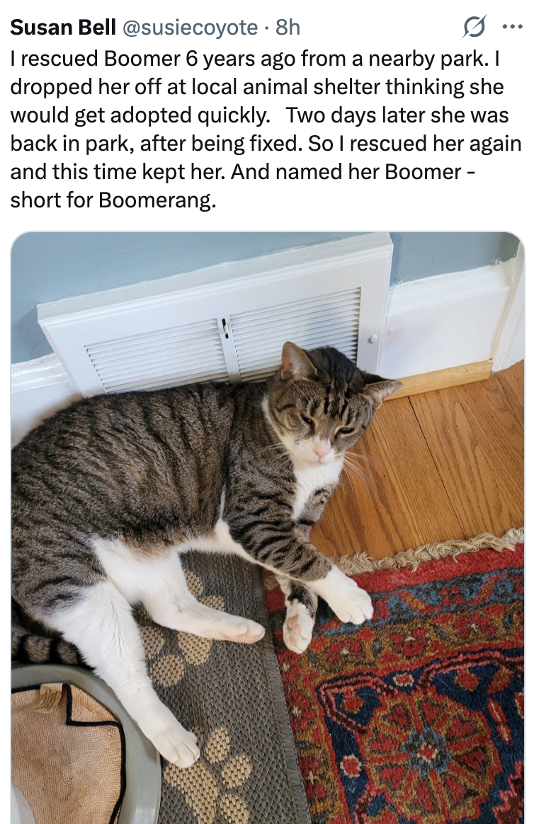 Susan Bell @susiecoyote. 8h ... I rescued Boomer 6 years ago from a nearby park. I dropped her off at local animal shelter thinking she would get adopted quickly. Two days later she was back in park, after being fixed. So I rescued her again and this time kept her. And named her Boomer - short for Boomerang.