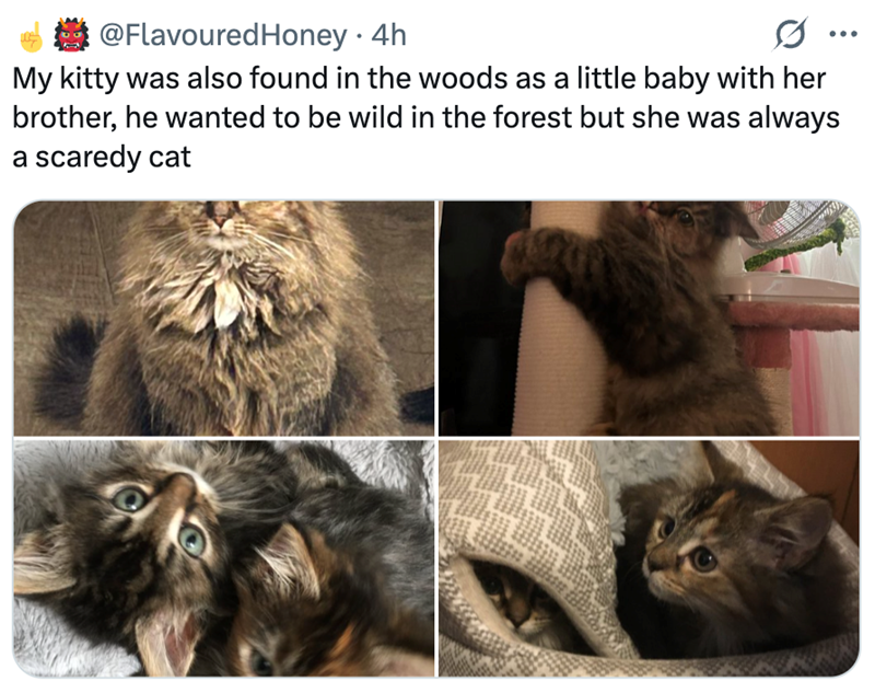 @Flavoured Honey • 4h ... My kitty was also found in the woods as a little baby with her brother, he wanted to be wild in the forest but she was always a scaredy cat