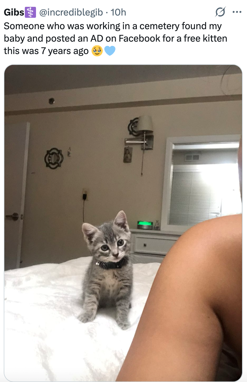 Gibs @incrediblegib. 10h Someone who was working in a cemetery found my baby and posted an AD on Facebook for a free kitten this was 7 years ago