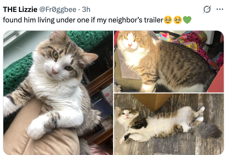 THE Lizzie @Froggbee ⚫ 3h found him living under one if my neighbor's trailer S.. ...