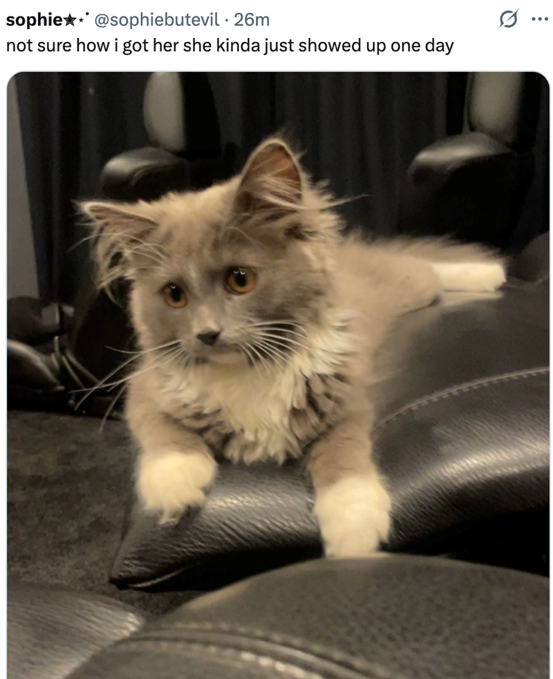 sophie @sophiebutevil 26m not sure how i got her she kinda just showed up one day