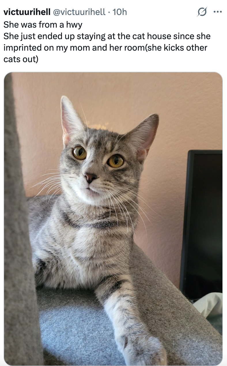 victuurihell @victuurihell 10h She was from a hwy She just ended up staying at the cat house since she imprinted on my mom and her room(she kicks other cats out)