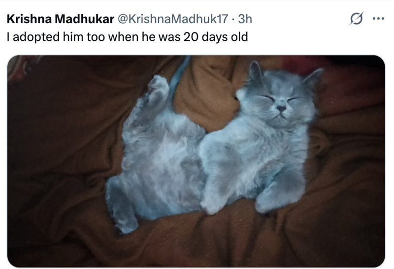 Krishna Madhukar @KrishnaMadhuk17 • 3h I adopted him too when he was 20 days old