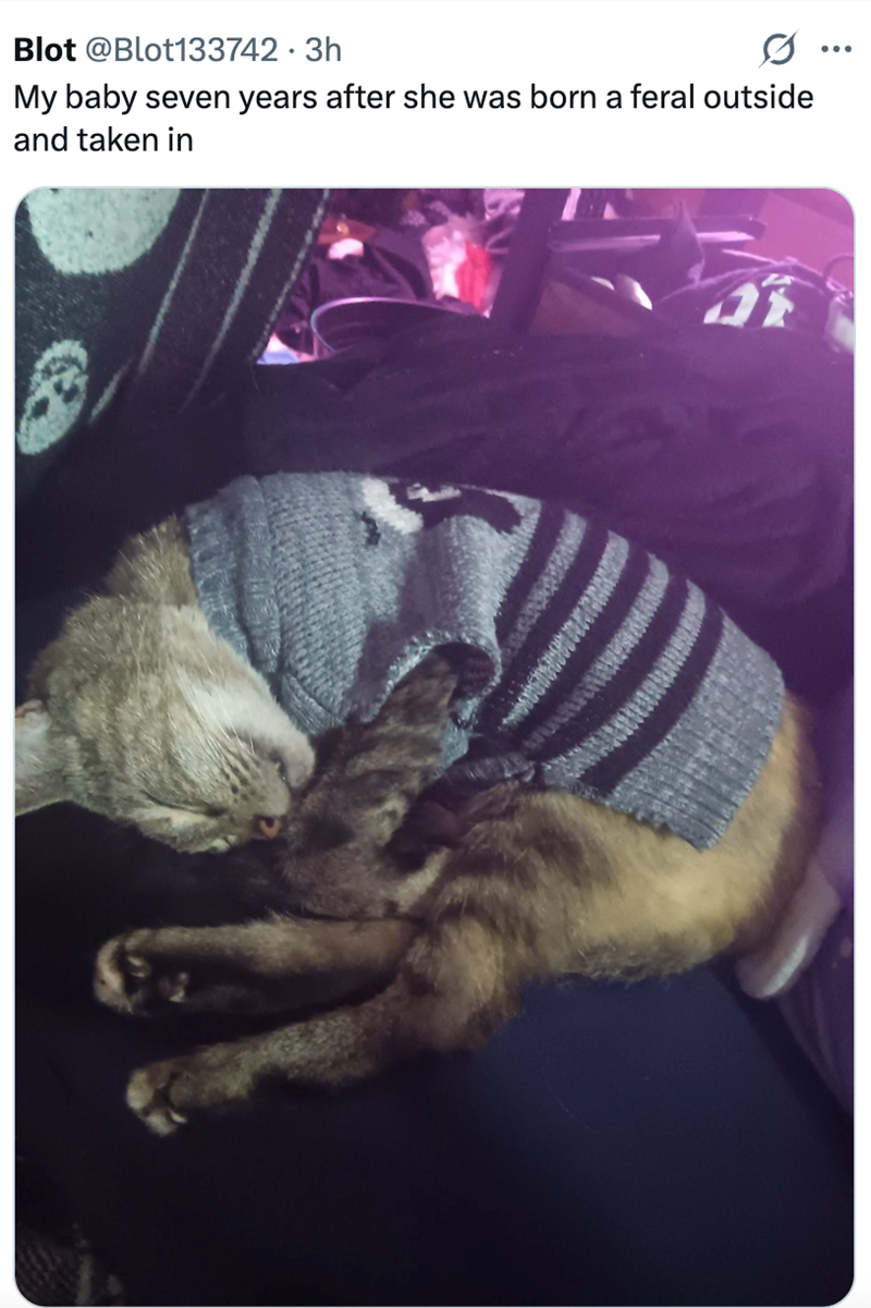 Blot @Blot133742.3h My baby seven years after she was born a feral outside and taken in