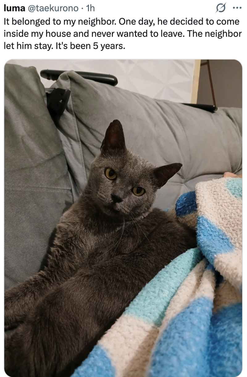 luma @taekurono ⚫ 1h . It belonged to my neighbor. One day, he decided to come inside my house and never wanted to leave. The neighbor let him stay. It's been 5 years.