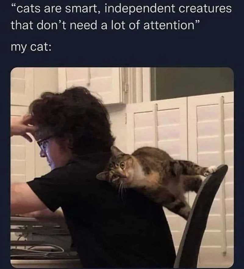 "cats are smart, independent creatures that don't need a lot of attention" my cat: