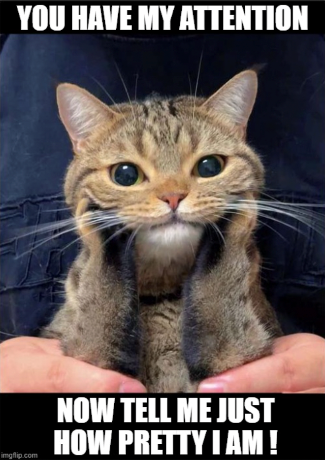 YOU HAVE MY ATTENTION imgflip.com NOW TELL ME JUST HOW PRETTY I AM!