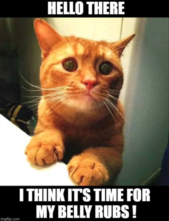 HELLO THERE imgflip.com I THINK IT'S TIME FOR MY BELLY RUBS!