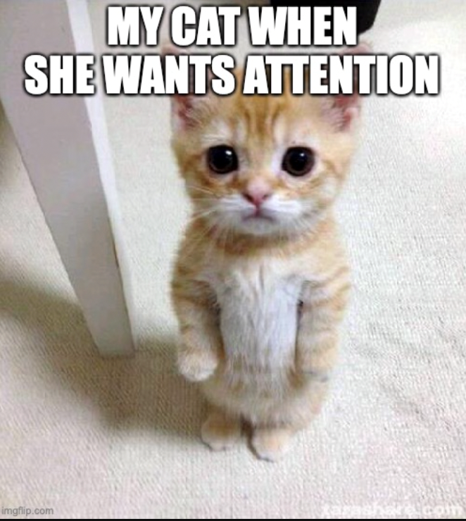 MY CAT WHEN SHE WANTS ATTENTION imgflip.com