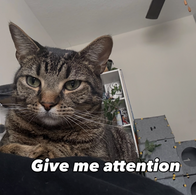 Give me attention