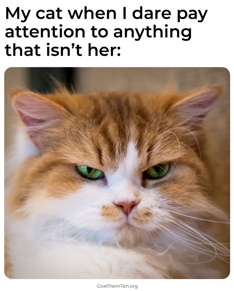 My cat when I dare pay attention to anything that isn't her: GiveThemTen.org