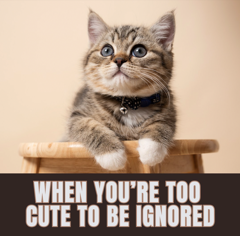 WHEN YOU'RE TOO CUTE TO BE IGNORED
