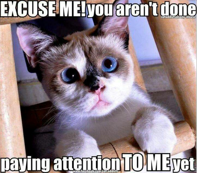 EXCUSE ME! you aren't done cataddictsanony-mouse paying attention TO ME yet www.facebook.com/cat.addicts