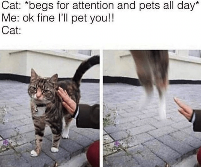Cat: *begs for attention and pets all day* Me: ok fine I'll pet you!! Cat: