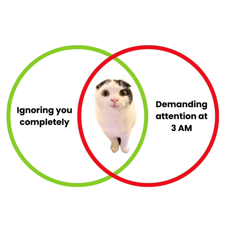 Ignoring you completely Demanding attention at 3 AM
