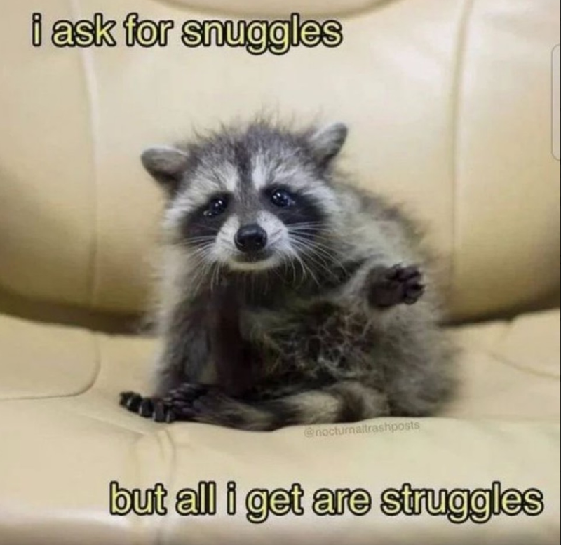 i ask for snuggles @nocturnaltrashposts but all i get are struggles