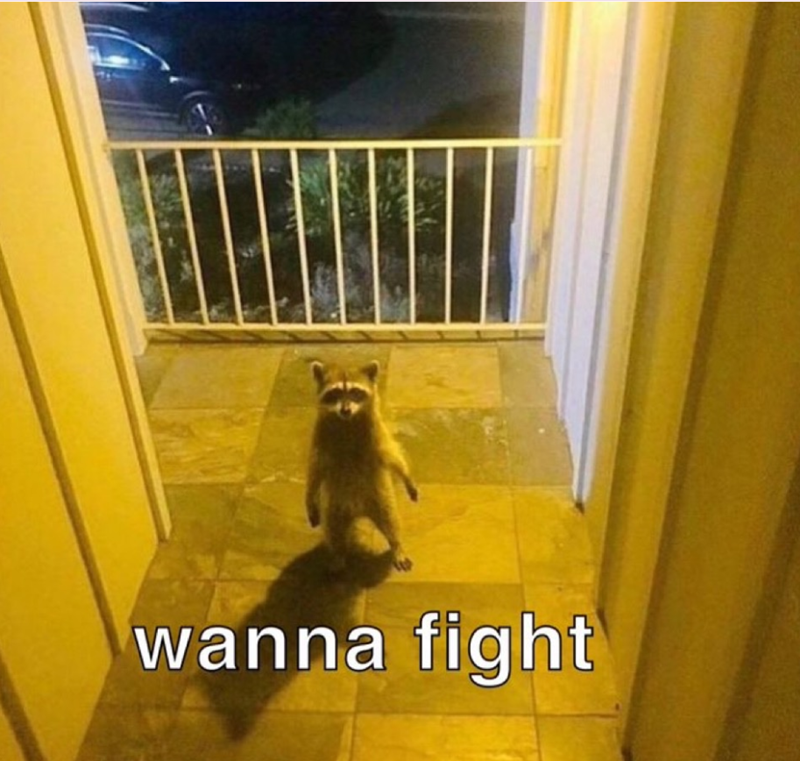wanna fight