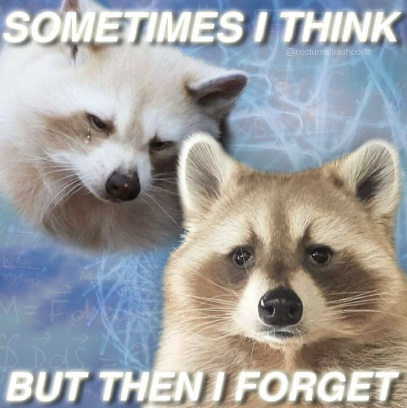 SOMETIMES I THINK @nocturnaltrashposts rme M= Fox BUT THEN I FORGET