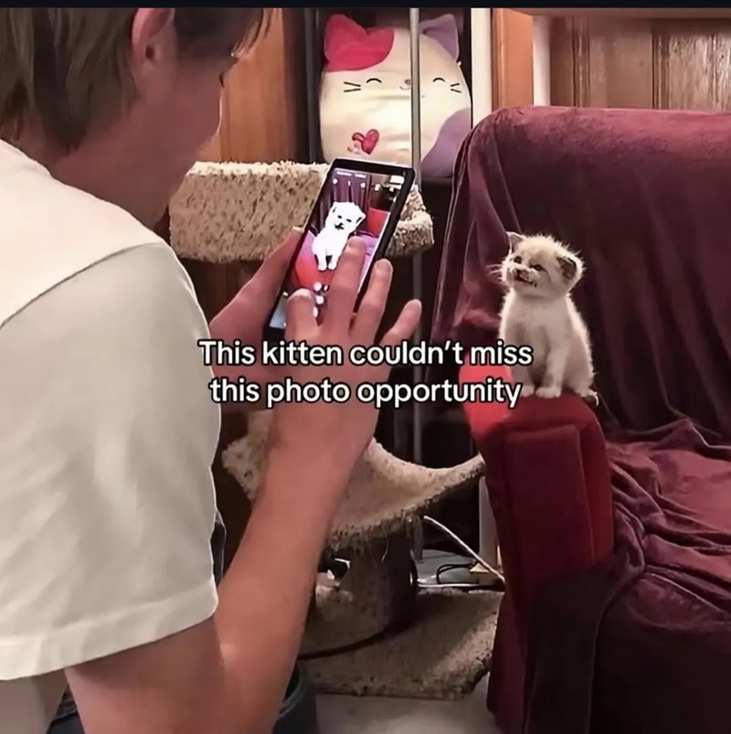This kitten couldn't miss this photo opportunity