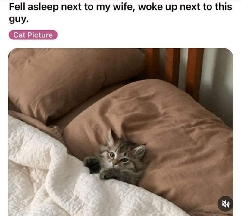 Fell asleep next to my wife, woke up next to this guy. Cat Picture