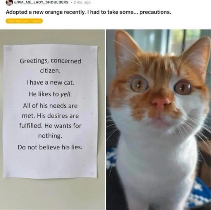 u/PM_ME_LADY SHOULDERS -2 mo. ago Adopted a new orange recently. I had to take some... precautions. Peaches and cream Greetings, concerned citizen. I have a new cat. He likes to yell. All of his needs are met. His desires are fulfilled. He wants for nothing. Do not believe his lies.