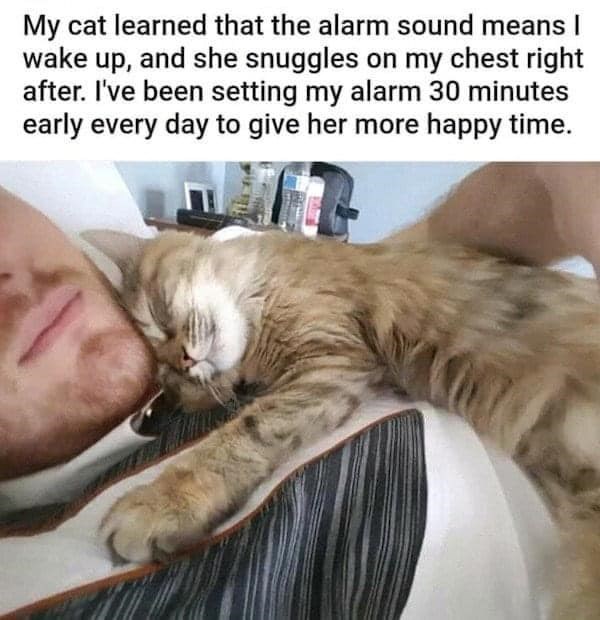 My cat learned that the alarm sound means I wake up, and she snuggles on my chest right after. I've been setting my alarm 30 minutes early every day to give her more happy time.