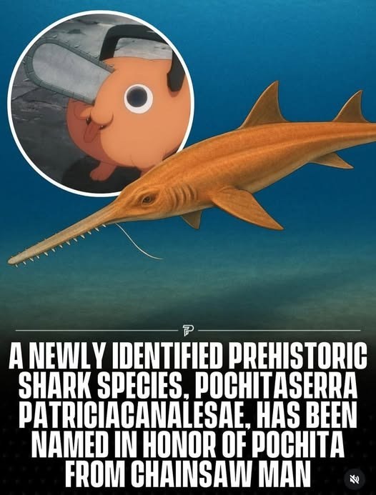 P A NEWLY IDENTIFIED PREHISTORIC SHARK SPECIES, POCHITASERRA PATRICIACANALESAE, HAS BEEN NAMED IN HONOR OF POCHITA FROM CHAINSAW MAN W