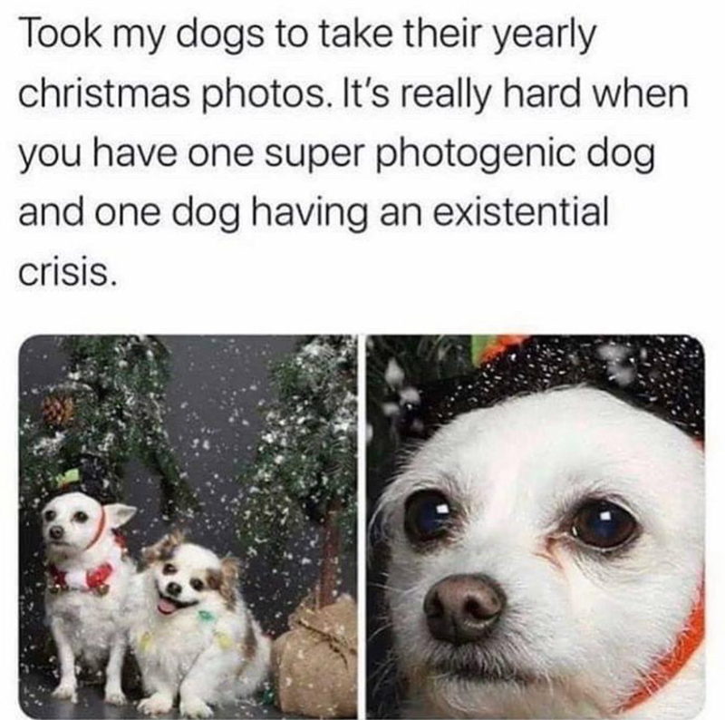 Took my dogs to take their yearly christmas photos. It's really hard when you have one super photogenic dog and one dog having an existential crisis.