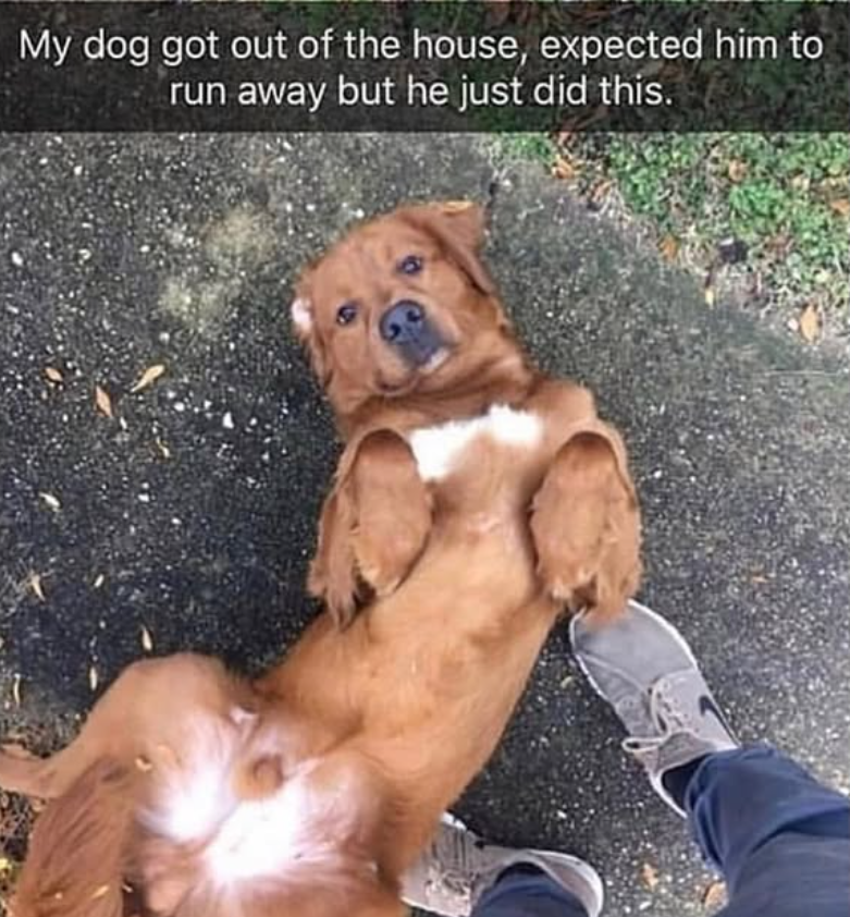 My dog got out of the house, expected him to run away but he just did this.