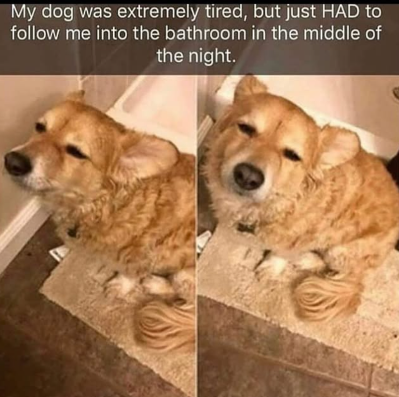 My dog was extremely tired, but just HAD to follow me into the bathroom in the middle of the night.