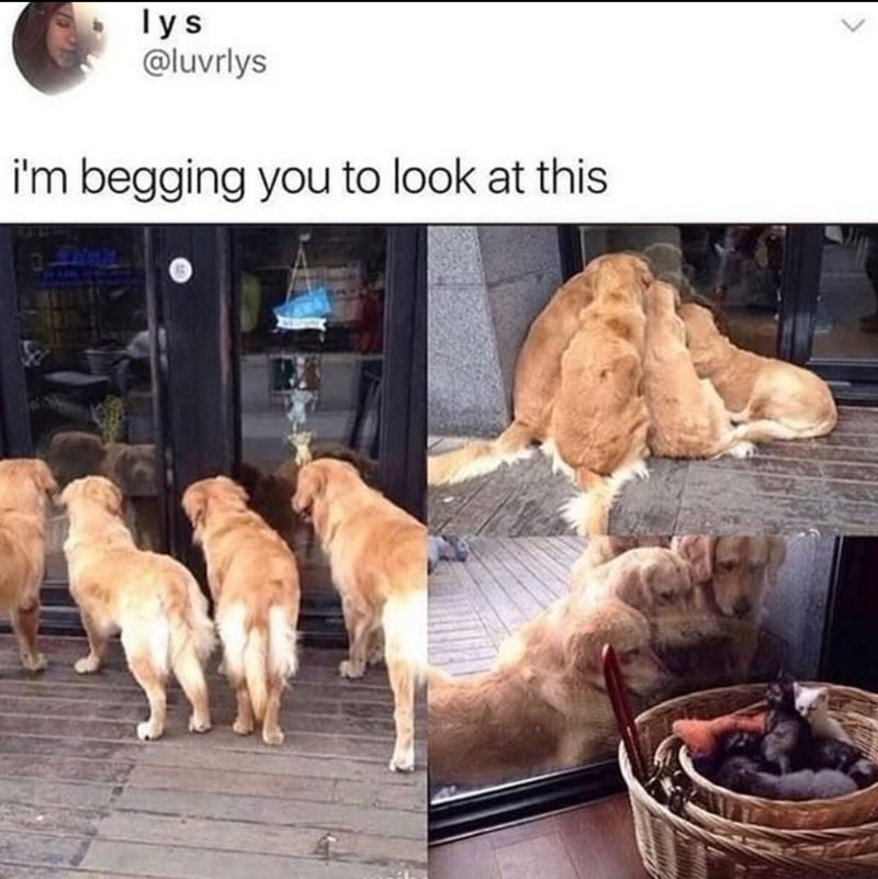 lys @luvrlys i'm begging you to look at this