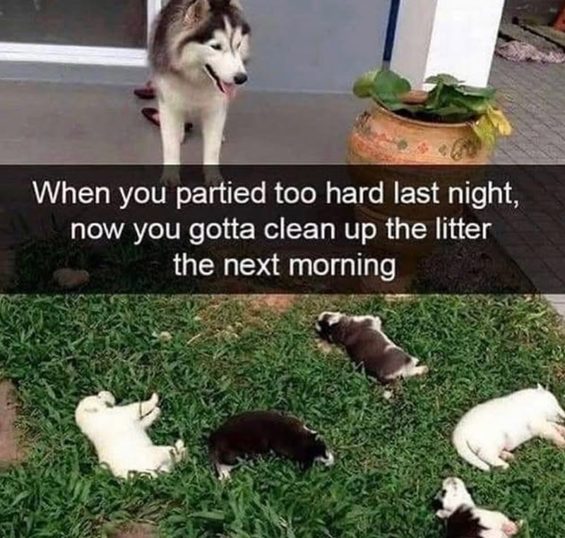 When you partied too hard last night, now you gotta clean up the litter the next morning