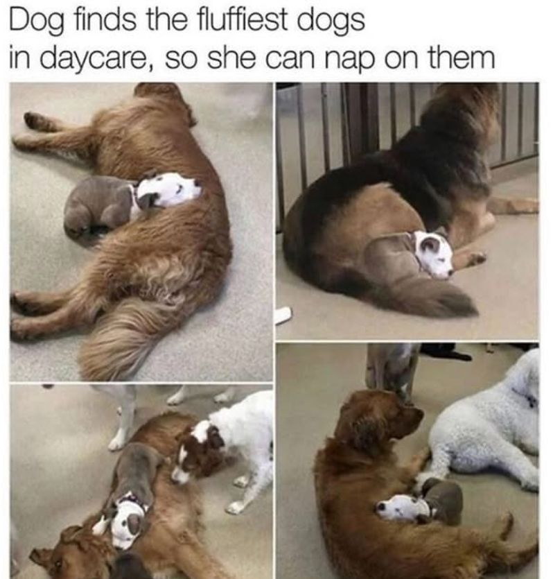 Dog finds the fluffiest dogs in daycare, so she can nap on them