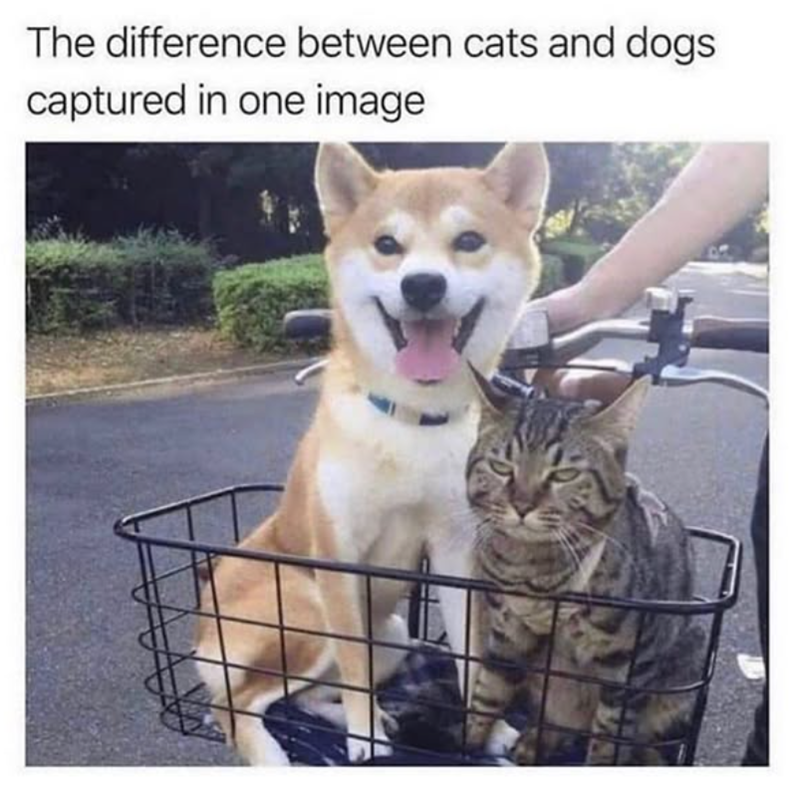 The difference between cats and dogs captured in one image.