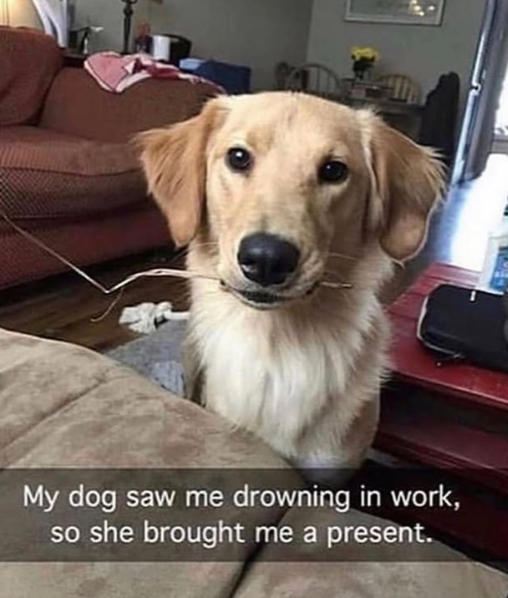 My dog saw me drowning in work, so she brought me a present.