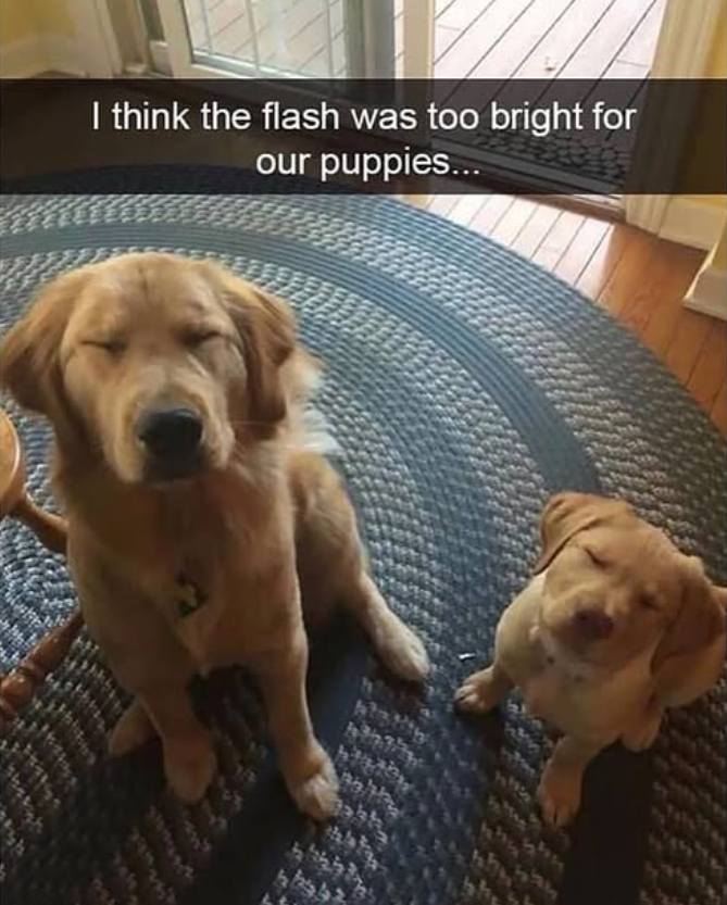 I think the flash was too bright for our puppies...