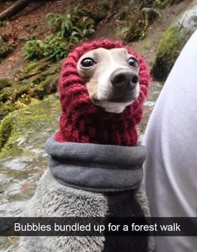 Bubbles bundled up for a forest walk