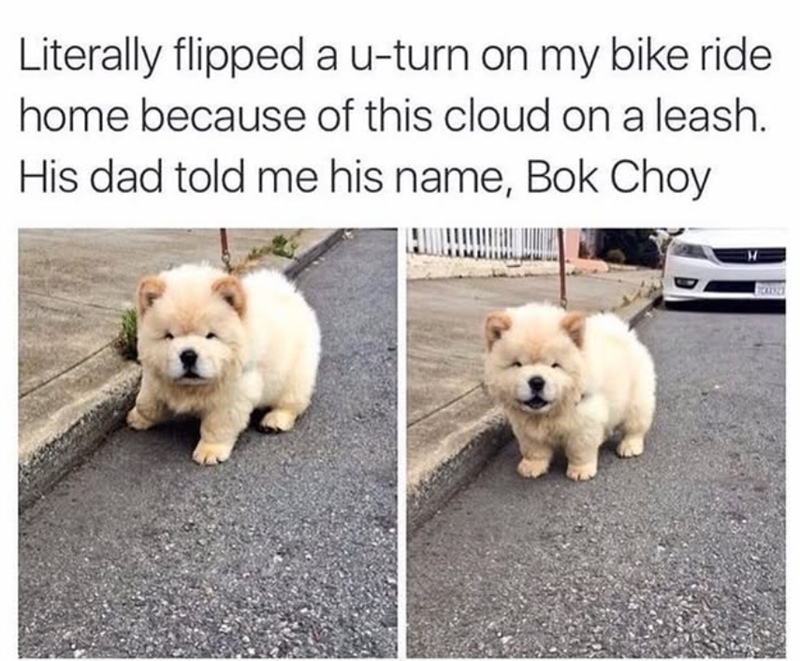 Literally flipped a u-turn on my bike ride home because of this cloud on a leash. His dad told me his name, Bok Choy